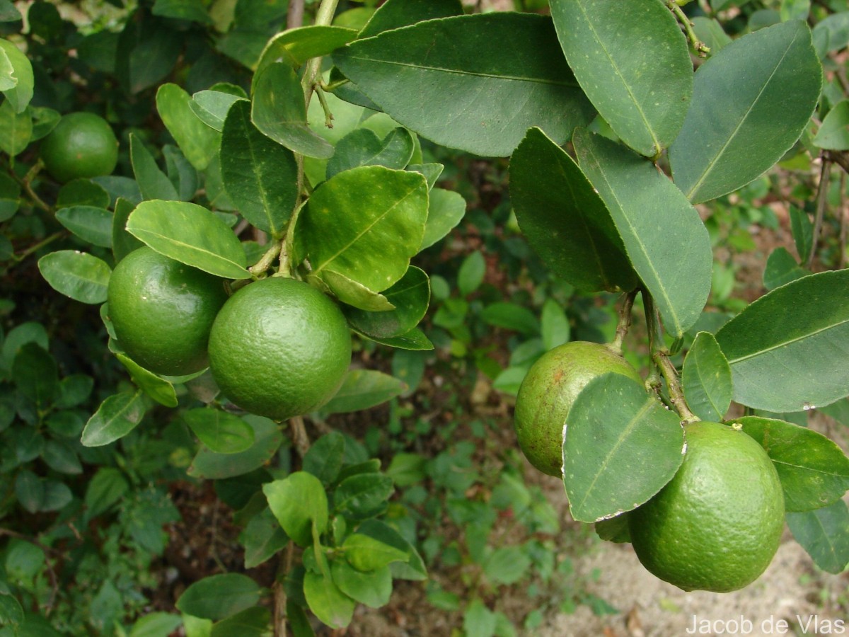 Citrus × aurantiifolia (Christm.) Swingle